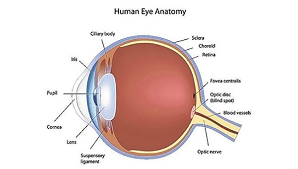 New Technique in Cornea Transplants